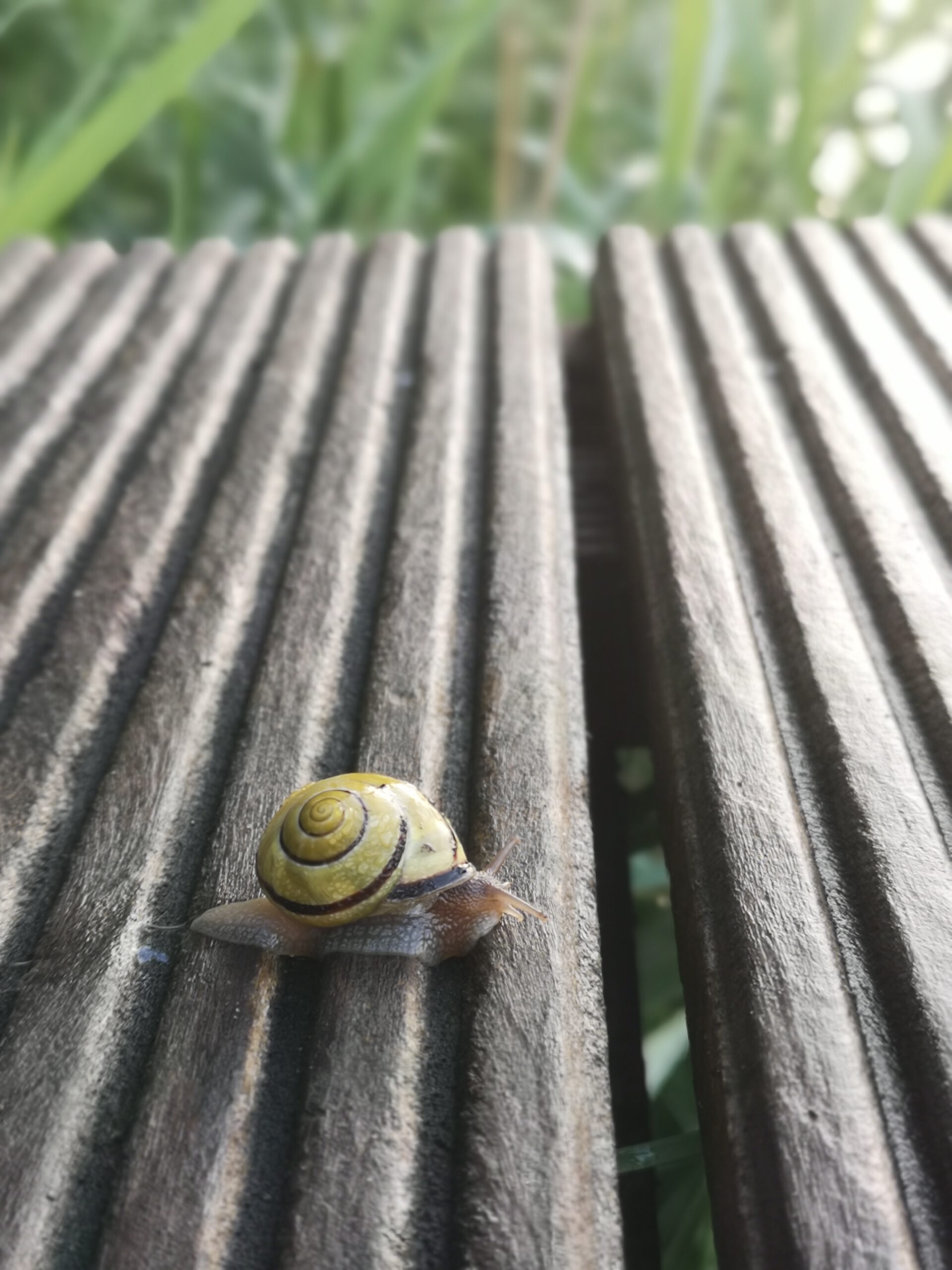Schnecke am Steg